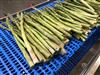 ASPARAGUS CONVEYOR CUT WITH PURE-WATER ONLY WATERJET